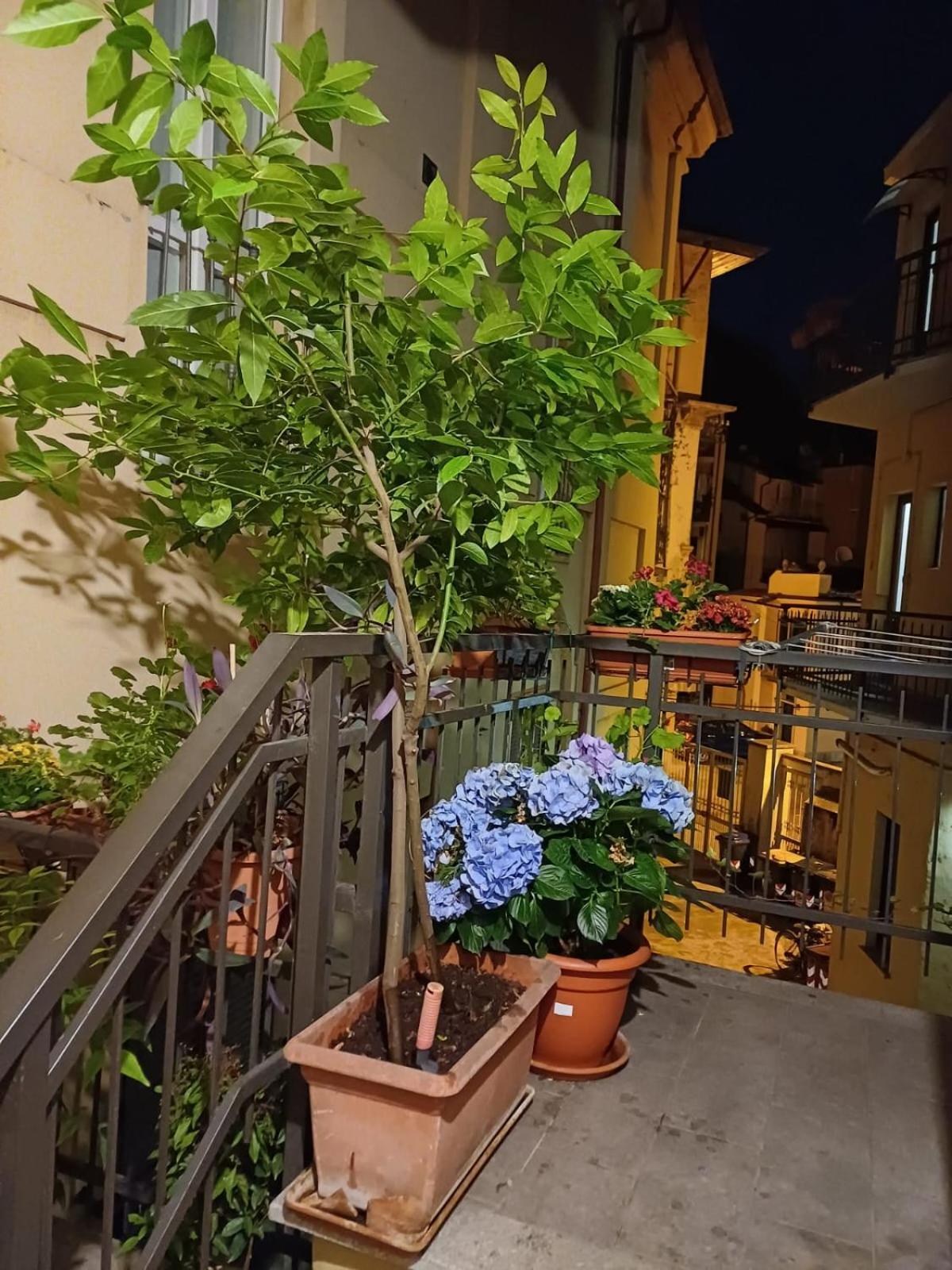 La Terrazzina, Silenzioso, Zona Piazza Gran Madre Leilighet Torino Eksteriør bilde